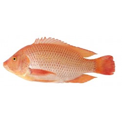 POISSON TILAPIA ROUGE VIDE...