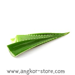 ALOE VERA (LA PIECE)