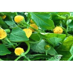 BREDE MAFANE - 0.425L